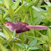 Tawny-flanked Prinia